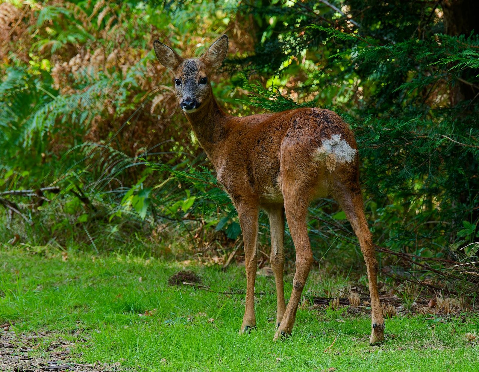 Fawn Hall