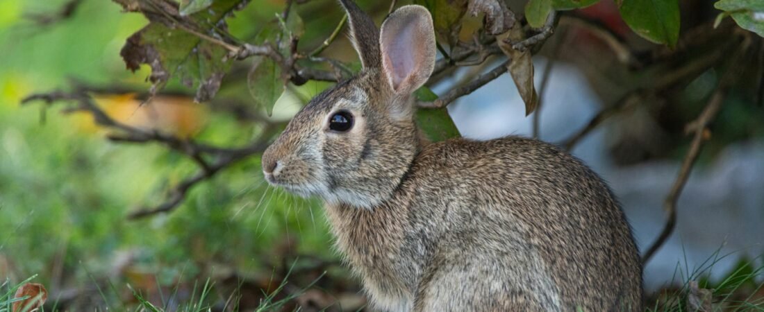 Bad Bunny