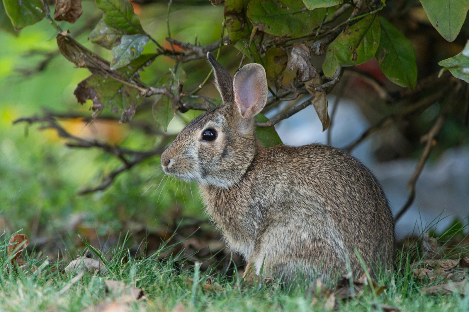 Bad Bunny
