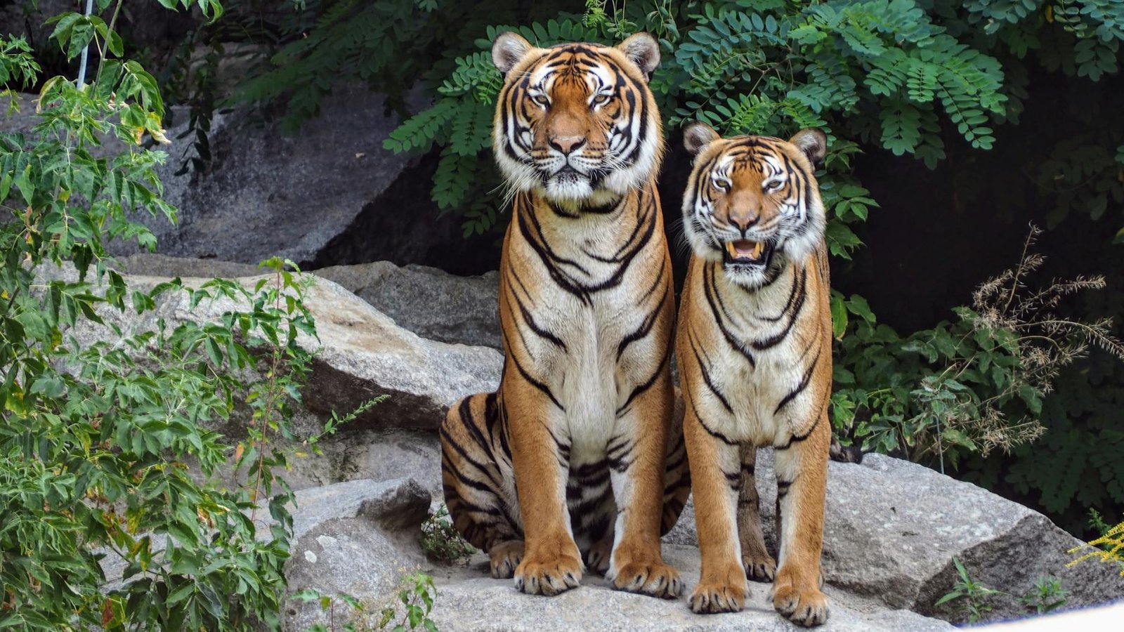 Guardians Vs Tigers